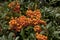 Branch with orange berries among the grass