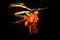 Branch with orange lily flower served on black mirror surface with reflection