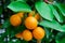 Branch orange tree fruits