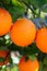 Branch orange tree fruits green leaves in Spain