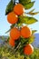 Branch orange tree fruits green leaves in Spain