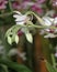 On the branch of the Orchid, a white Bud and flowers.  Small, multicolored flowers and buds are blooming.