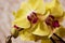 Branch of Orchid, yellow flower of Phalaenopsis. Illustration imitates oil painting.