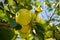 Branch with organic apples in orchard