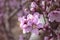 Branch of peach tree with pink flowers and buds. Close-up. sunny day. Prunus persica