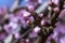 Branch of peach tree with pink flowers and buds. Close-up. sunny day. Prunus persica