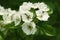 Branch with pear blossom