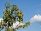 Branch of a pear tree with juicy pears growing, blue sky with clouds