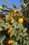 Branch of a persimmon tree full of fruit about to ripen in mid-autumn