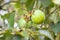 Branch of the persimmon tree with two unripe fruit