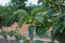 Branch of a persimmon tree with unripe fruits in early summer