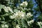 Branch of Philadelphus coronarius with flowers against blue sky