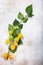 Branch of Physalis P. peruviana with fruits on light textured backdrop, top view