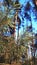 A branch of pine against the background of tall trees and blue sky