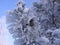 Branch pine spruce in the snow beautiful snowy winter landscape in Siberia