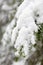 A branch of a pine tree covered in snow, giving a serene setting due to the color and bokeh effect in the background