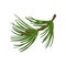 Branch of pine tree with long green needles. Coniferous twig. Traditional Christmas plant. Flat vector icon