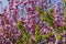 branch of a pink blooming Japanese blooming cherry against a blue sky