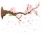 Branch of pink blossoming sakura. Japanese cherry tree. Vector decoration branches with flowers, spring Flat design style i