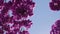 Branch of pink bougainvillea flowers against the sky. Tropical plant with purple flowers. Nature background