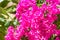 Branch of pink bougainvillea in tropical garden