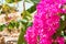 Branch of pink bougainvillea in tropical garden