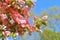Branch of Pink dogwood Cornus Florida Rubra