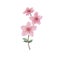 Branch of pink flower illustration. Watercolor painting plant isolated on white. Floral drawing