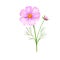 Branch of pink flower illustration. Watercolor painting plant isolated on white. Floral drawing
