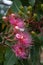 Branch of pink flowers of an Australian native flowering gum tree with bees