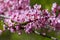 Branch with pink flowers Cercis closeup