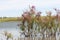 A branch with pink flowers of tamarisk or Tamarix ramosissima growing on a pond