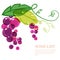 Branch of pink grape with green leaves. Abstract vector watercol