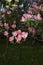 Branch and pink inflorescence of Cornus florida