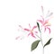 Branch of pink lilies elegant card. A spring decorative bouquet.