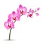 Branch of pink orchid isolated on white