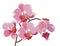 Branch of pink orchids