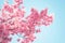 Branch of Pink Prunus tree in bloom. Selective focus