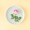 Branch of pink rose on plate. story on beige gold background