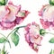 Branch pink roses , watercolor, pattern seamless