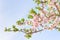 Branch of pink spring blossom cherry tree