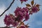 Branch with pink striped flowers