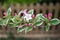 A branch of pink and white blossom with a variegated leaf and a picket fence in soft focus in the background