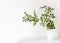 A branch of Pistacia lentiscus in white small corrugated vase on a white table surface. Place for your text