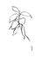 Branch of a plant. Hand drawn black stylized flower. Vector illustration.