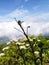 a branch of a plant on the slopes of the mountains