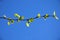 A branch of platanus acerifolia in spring