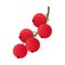 branch plum fruit icon