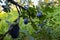 Branch with plums and leaves. Plum orchard. Ripe blue plums on a branch