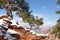 The branch of a ponderosa pine tree arches down over the red sandstone outcrop the tree is growing on with snow on the rocks and n